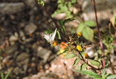 Heliopetes omrina