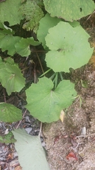 Petasites formosanus