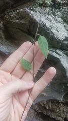 Lycianthes lysimachioides