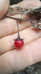 Lycianthes lysimachioides