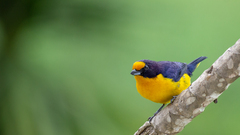 Euphonia violacea