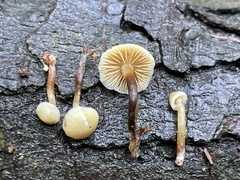 Galerina sideroides