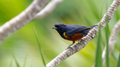 Euphonia pectoralis