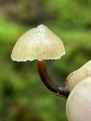 Galerina sideroides