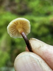 Galerina sideroides