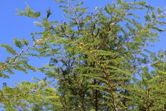 Vachellia tortuosa