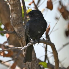 Melaenornis pammelaina