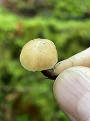 Galerina sideroides