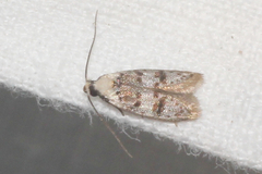 Scatochresis innumera