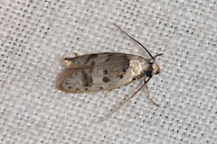 Scatochresis innumera