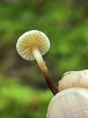 Galerina sideroides
