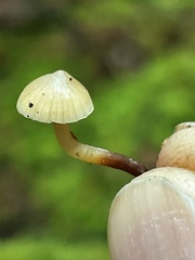 Galerina sideroides