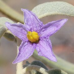 Solanum centrale
