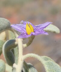 Solanum centrale