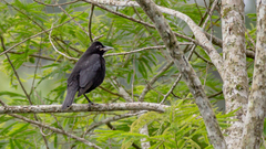 Molothrus oryzivorus