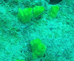 Siphonodictyon coralliphagum