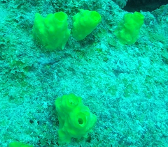 Siphonodictyon coralliphagum