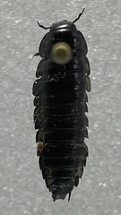 Necrophila americana