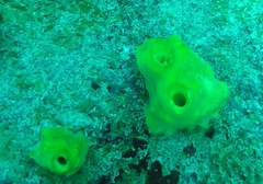 Siphonodictyon coralliphagum