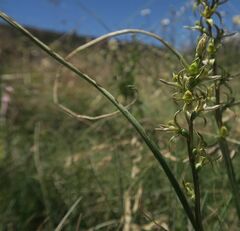 Prasophyllum sphacelatum
