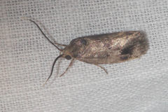 Pycnocera hypoxantha