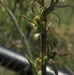 Prasophyllum sphacelatum