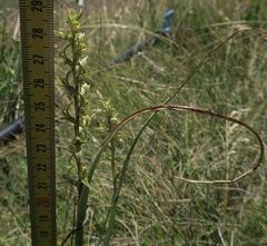 Prasophyllum sphacelatum