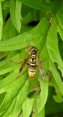 Polistes stigma