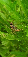 Polistes stigma