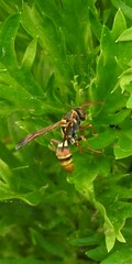 Polistes stigma