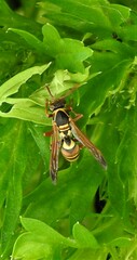 Polistes stigma