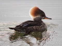 Hooded Merganser photo 5