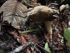 Cortinarius infractus