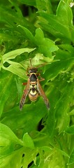 Polistes stigma
