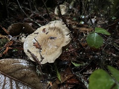 Cortinarius infractus