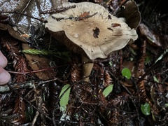 Cortinarius infractus