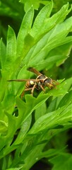 Polistes stigma