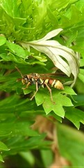 Polistes stigma