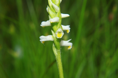 Spiranthes lucida
