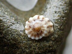 Bembicium