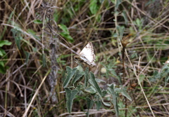 Heliopetes omrina
