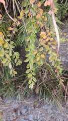 Spiraea prunifolia pseudoprunifolia