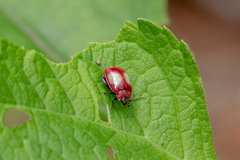 Oedionychina