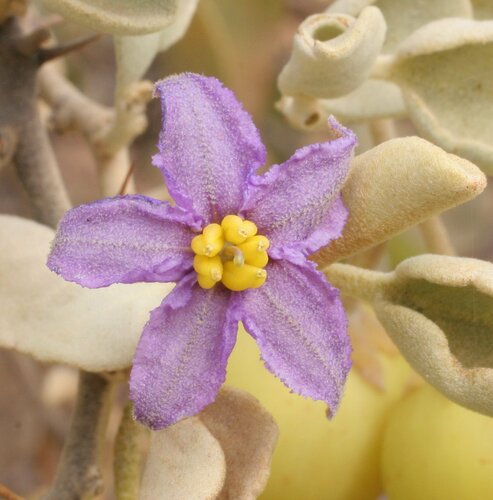Solanum orbiculatum ssp. orbiculatum