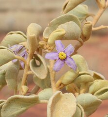 Solanum orbiculatum orbiculatum
