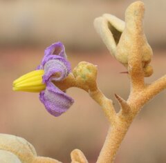 Solanum orbiculatum orbiculatum