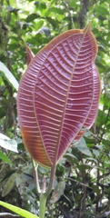 Miconia calvescens