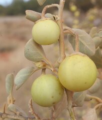 Solanum orbiculatum orbiculatum