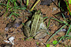 Leptodactylus latrans