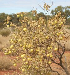 Solanum orbiculatum orbiculatum